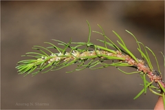 Myriophyllum oliganthum